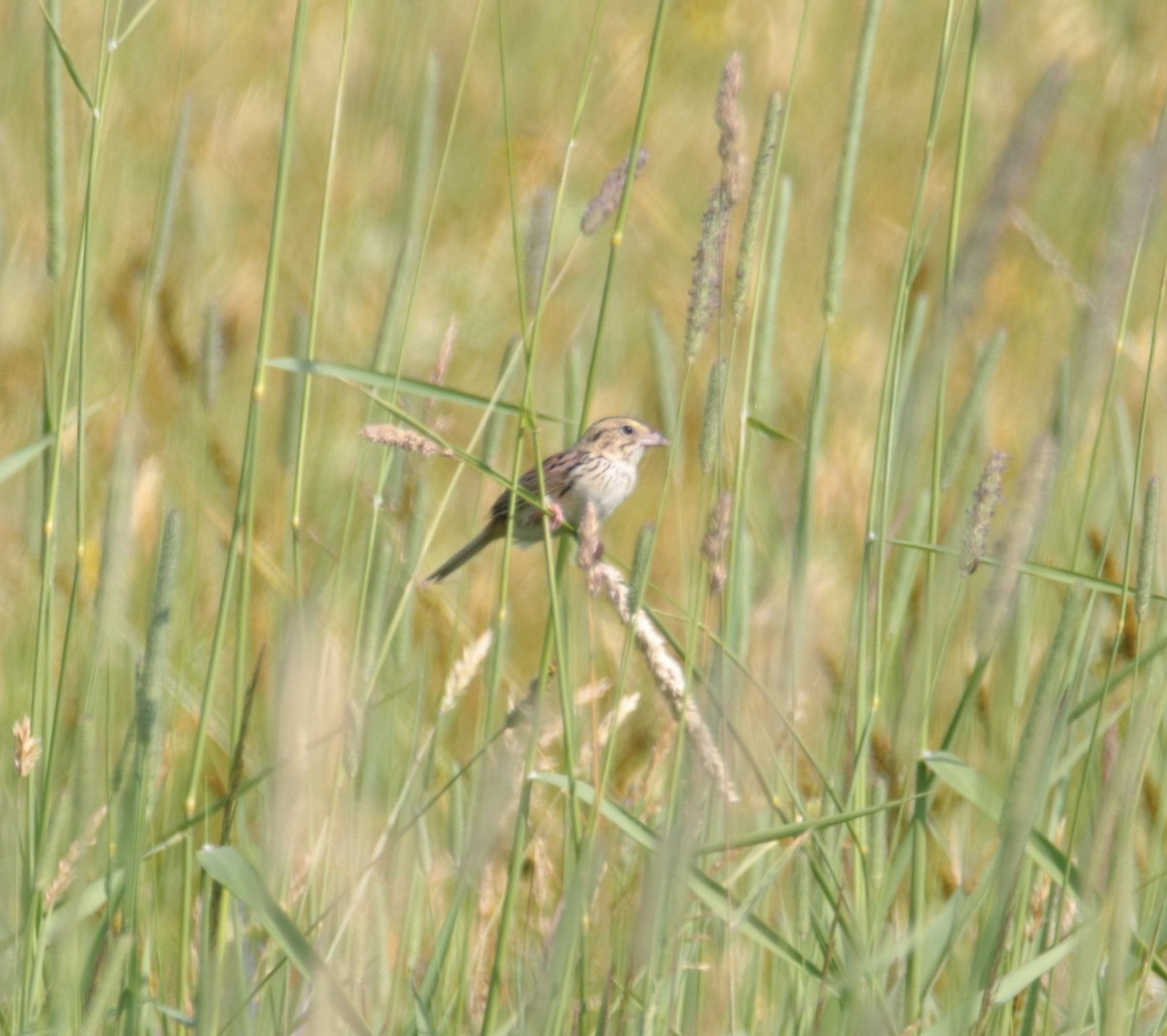 Henslow's Sparrow - ML620668236