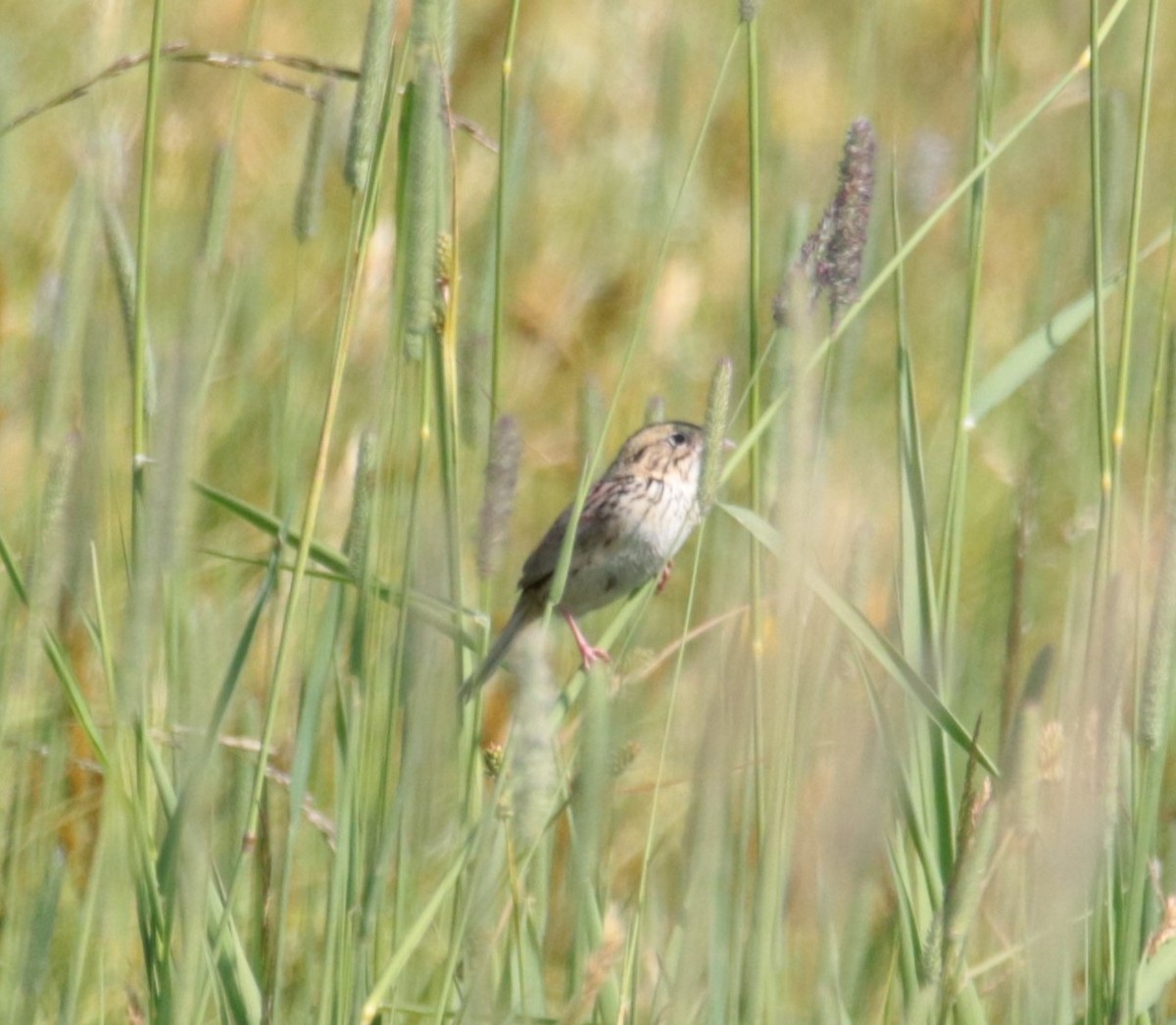 Henslow's Sparrow - ML620668237