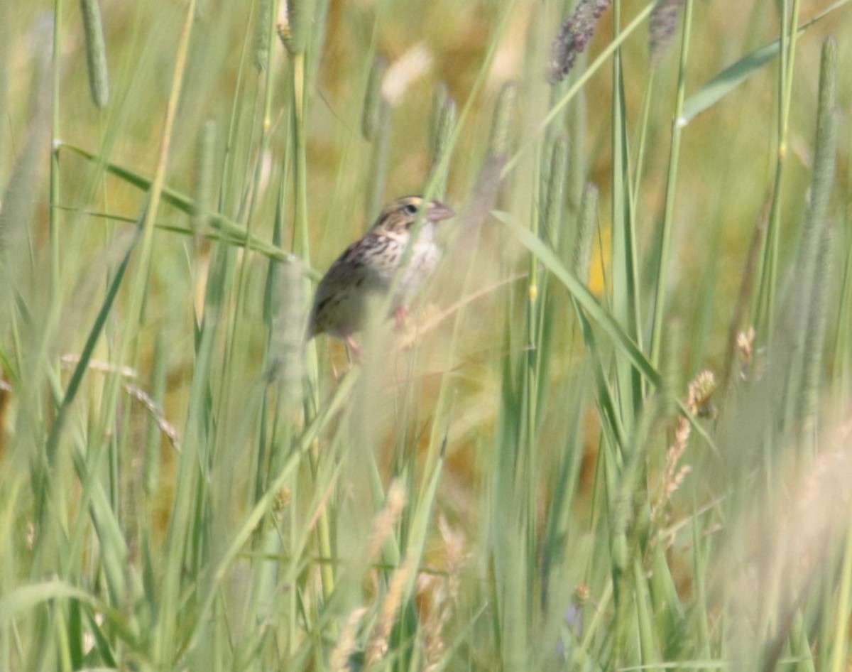 Henslow's Sparrow - ML620668238