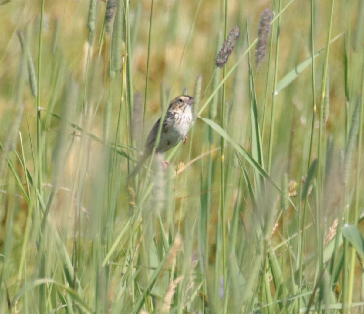 Henslow's Sparrow - ML620668240