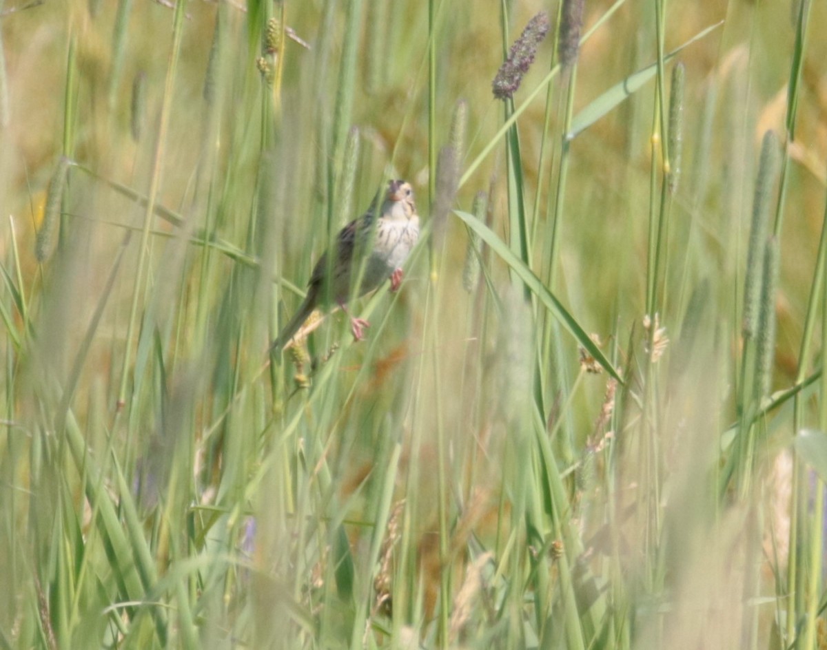 Henslow's Sparrow - ML620668241