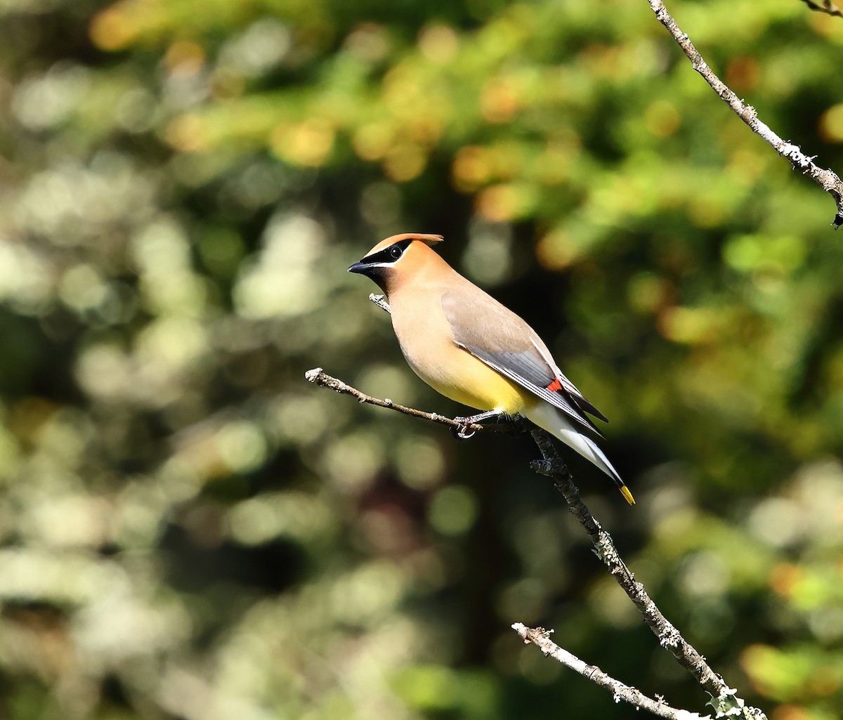 Cedar Waxwing - ML620668242