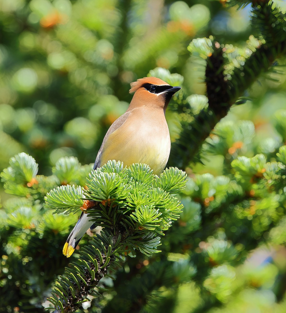 Cedar Waxwing - ML620668243