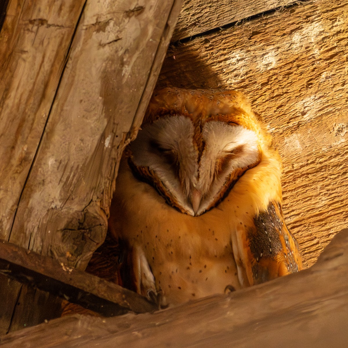 Barn Owl - ML620668244