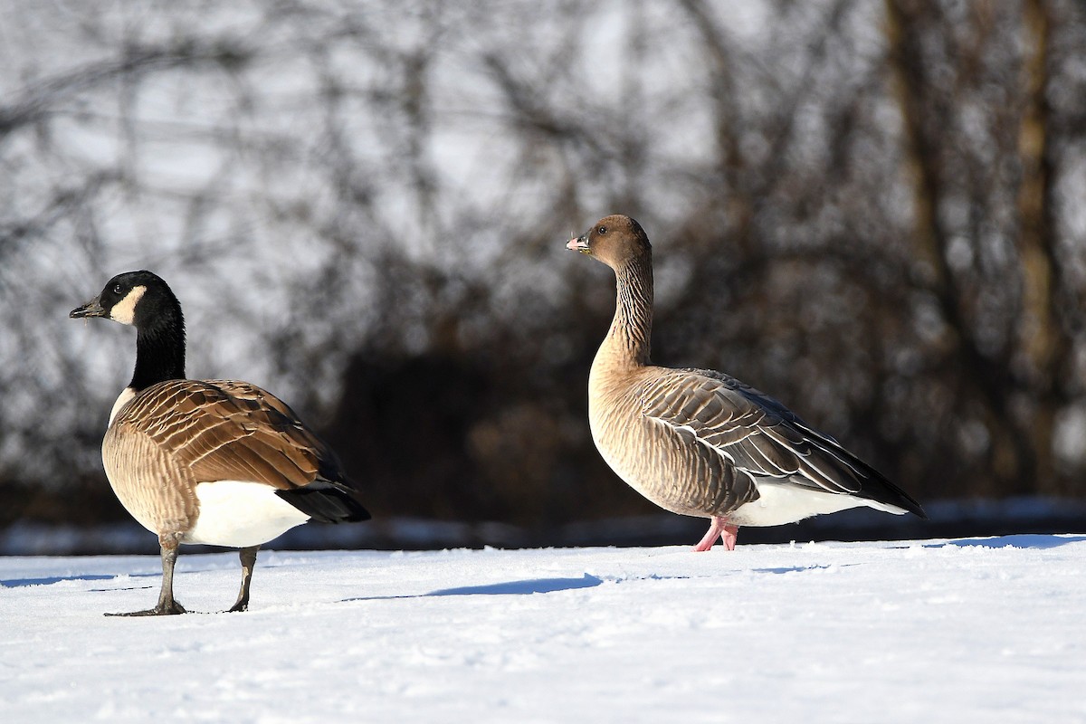 Pink-footed Goose - ML620668245