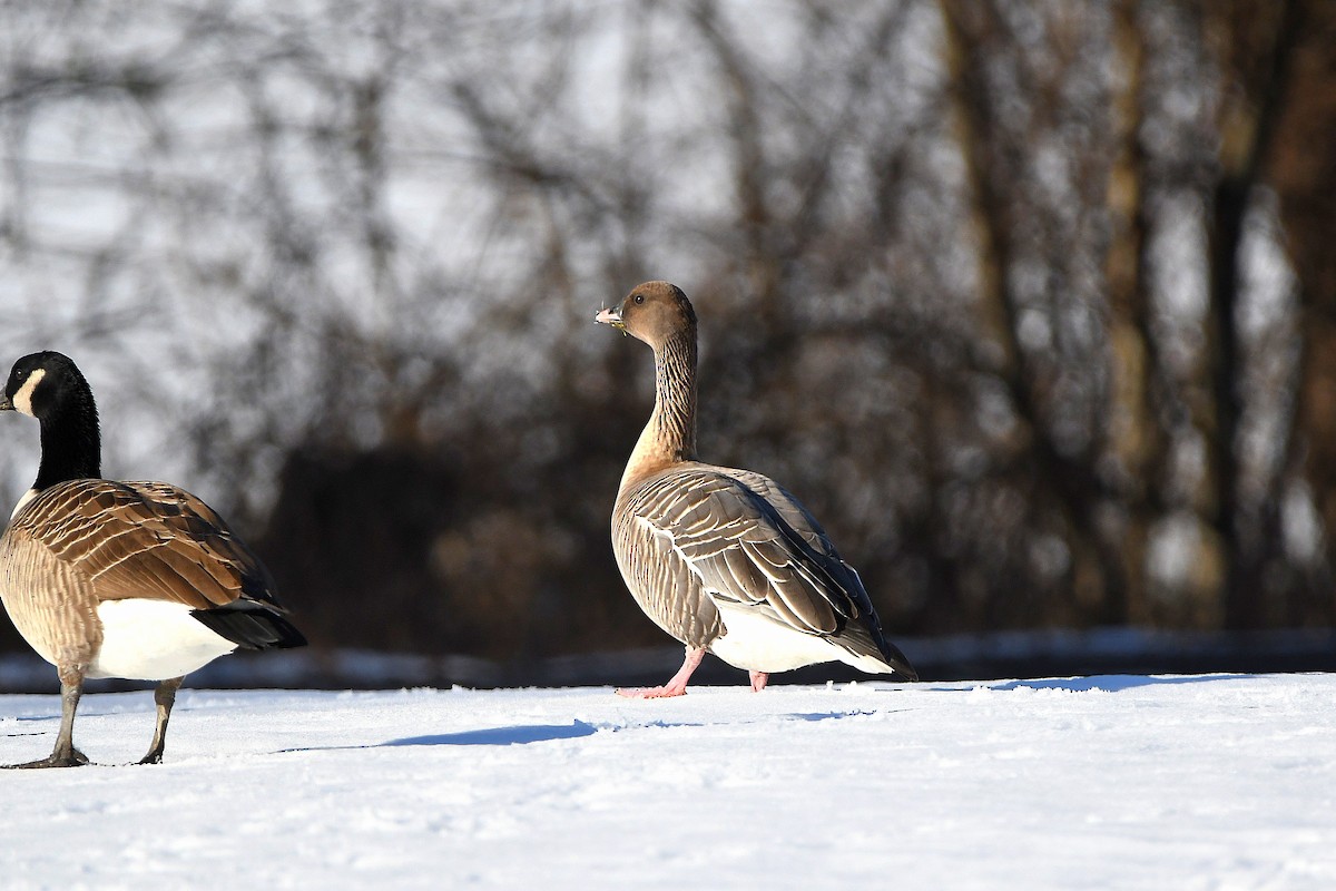 Pink-footed Goose - ML620668248