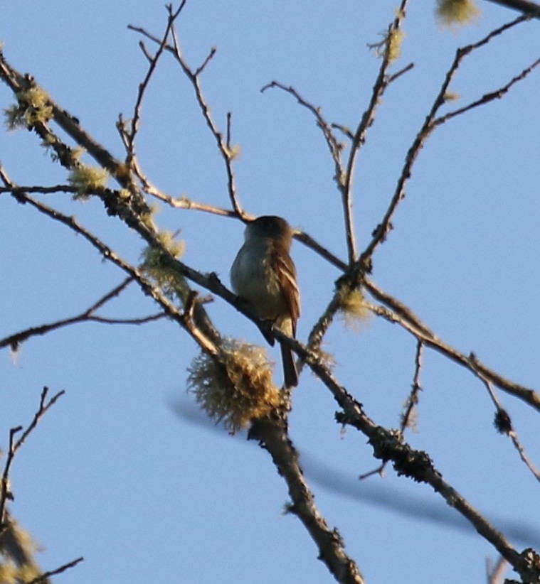 Least Flycatcher - ML620668250