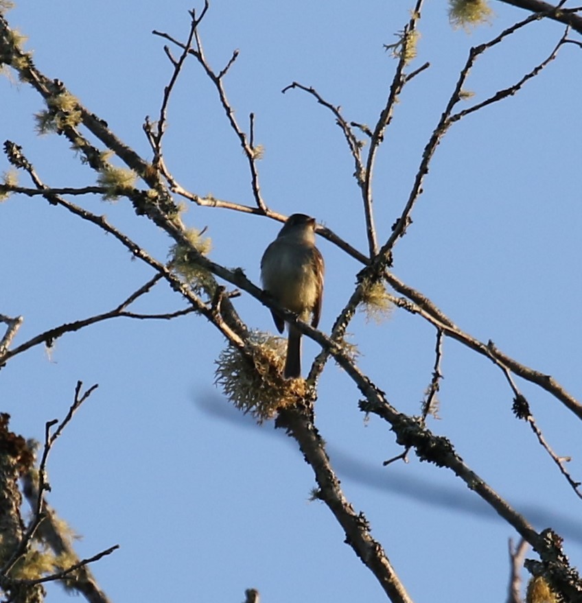 Піві-малюк сизий - ML620668254