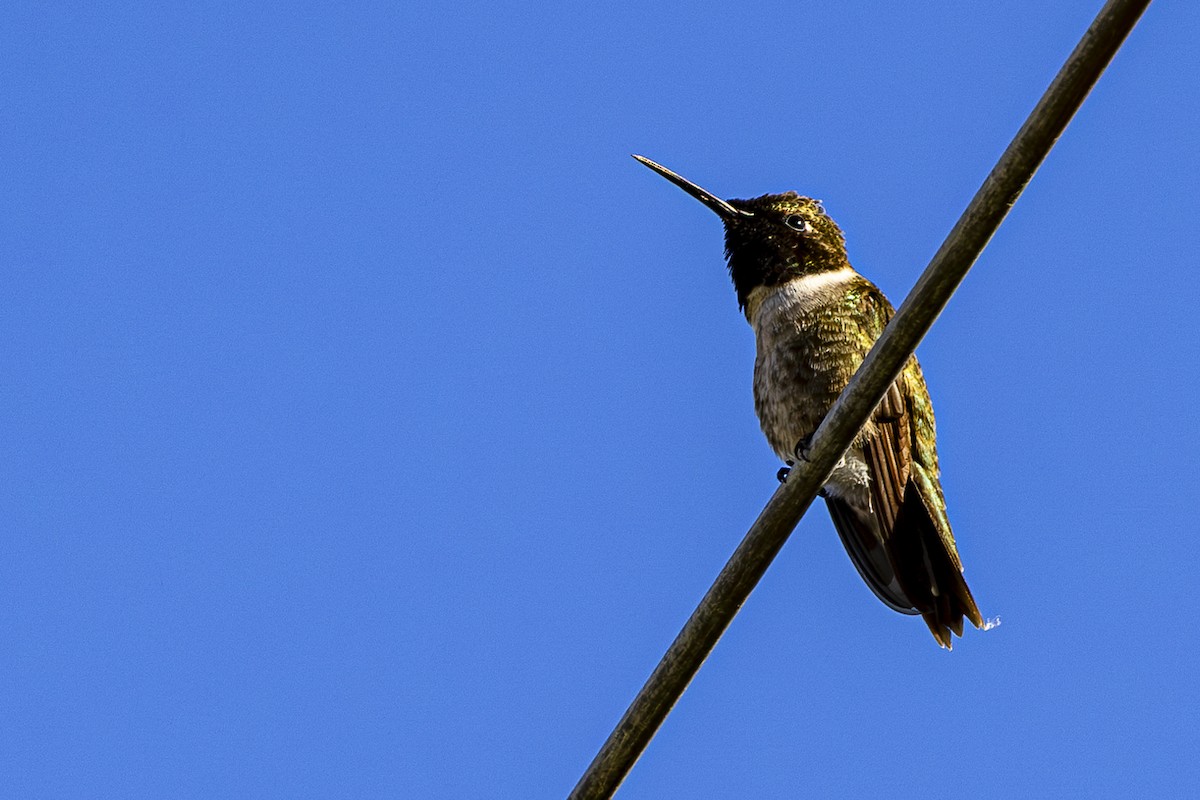 Colibri à gorge noire - ML620668255