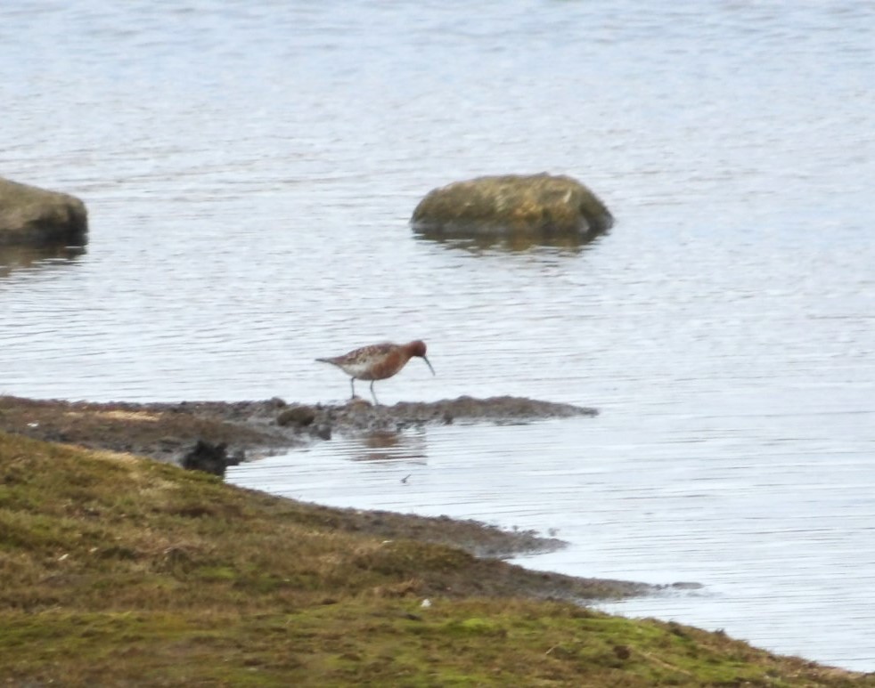 Curlew Sandpiper - ML620668259