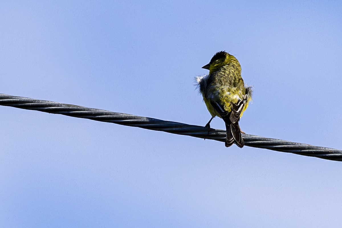 Lesser Goldfinch - ML620668260