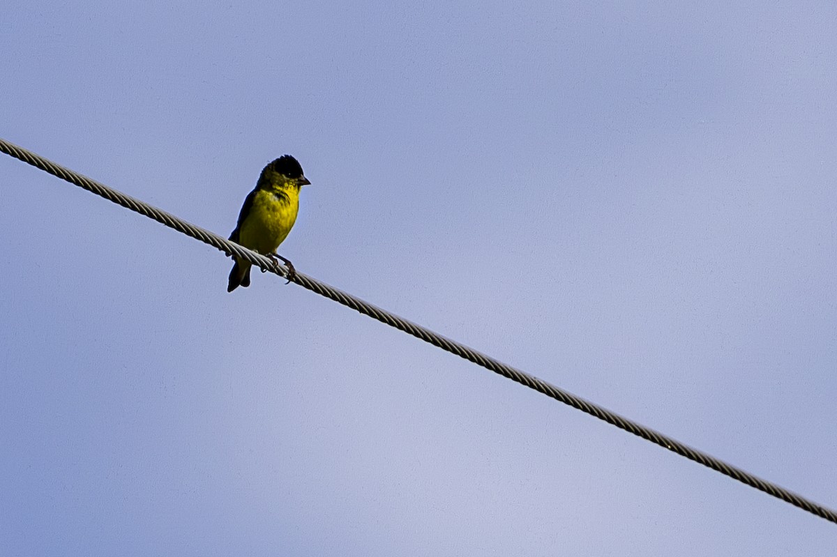 Lesser Goldfinch - ML620668261