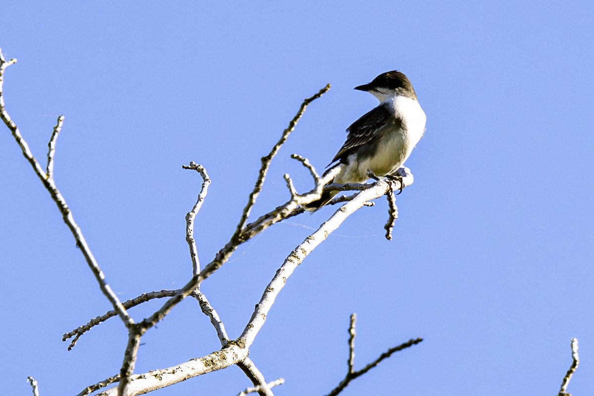 Eastern Kingbird - ML620668263