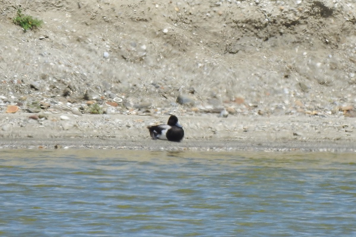 Lesser Scaup - ML620668264