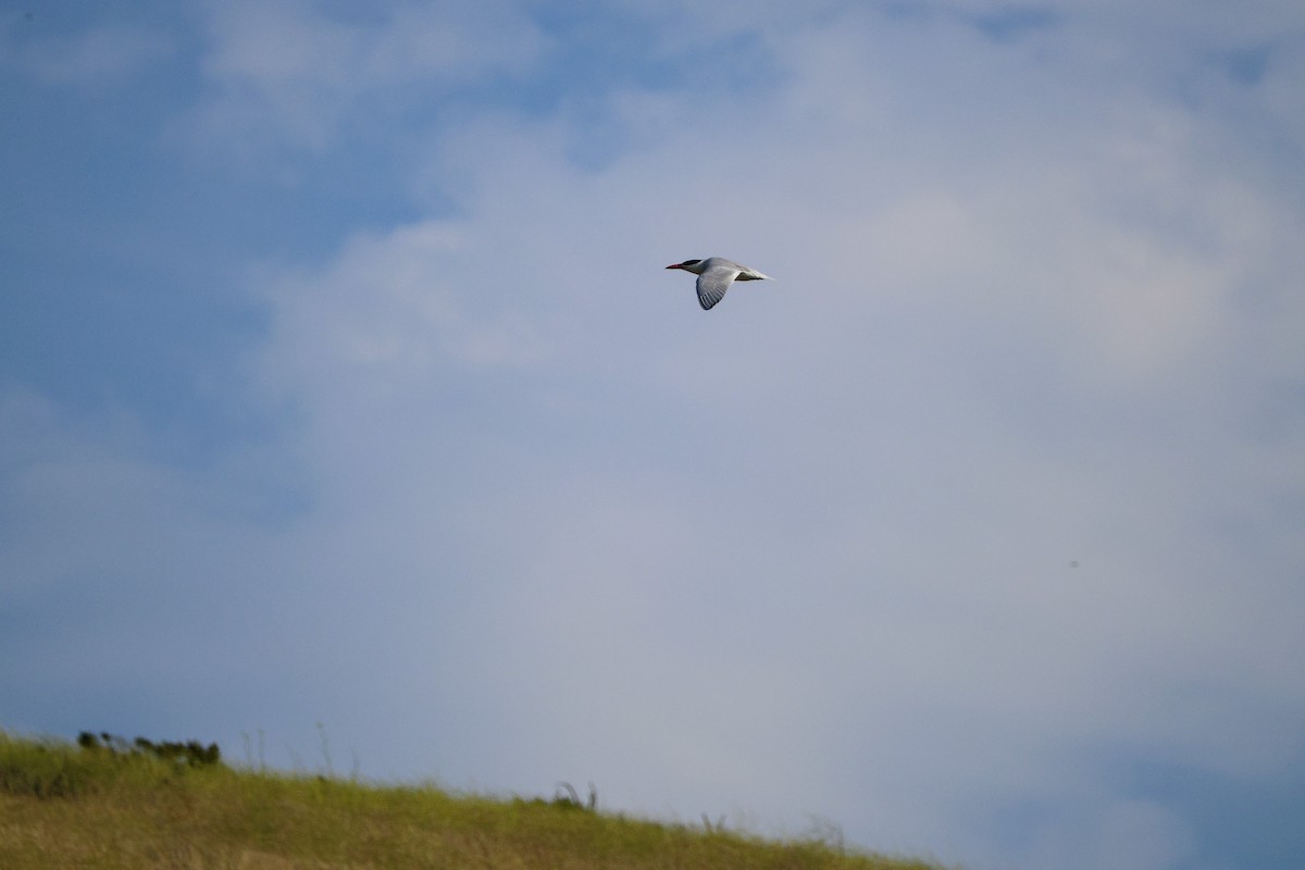 Caspian Tern - ML620668265