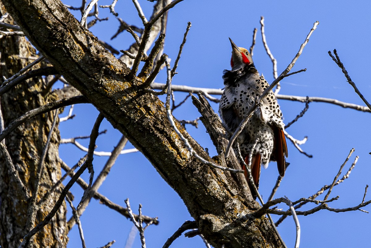 Northern Flicker - ML620668266