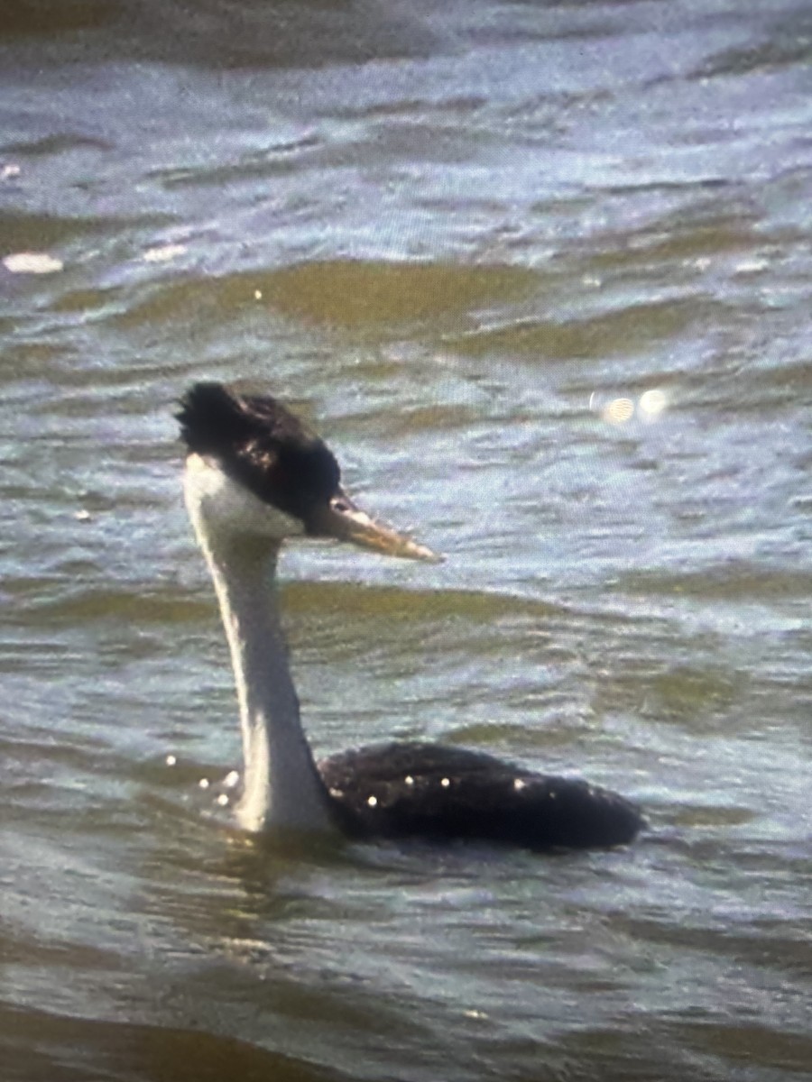 Western Grebe - ML620668267