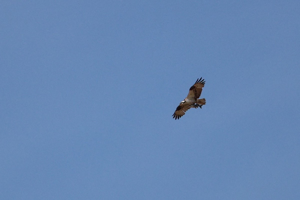 Águila Pescadora - ML620668268