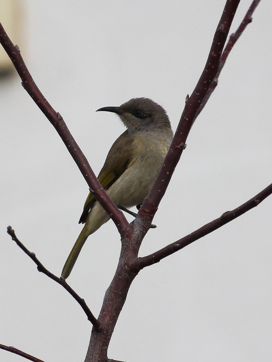 Brown Honeyeater - ML620668269