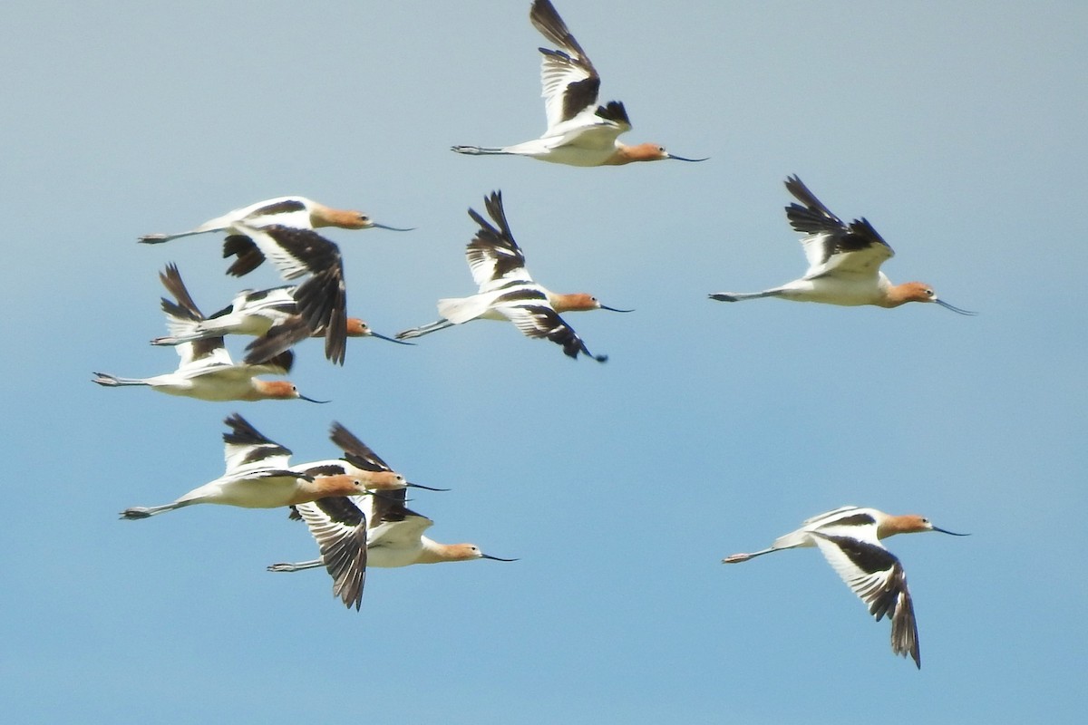 American Avocet - David  Clark