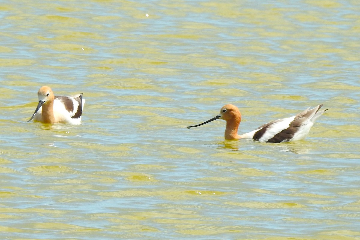 Avocette d'Amérique - ML620668271