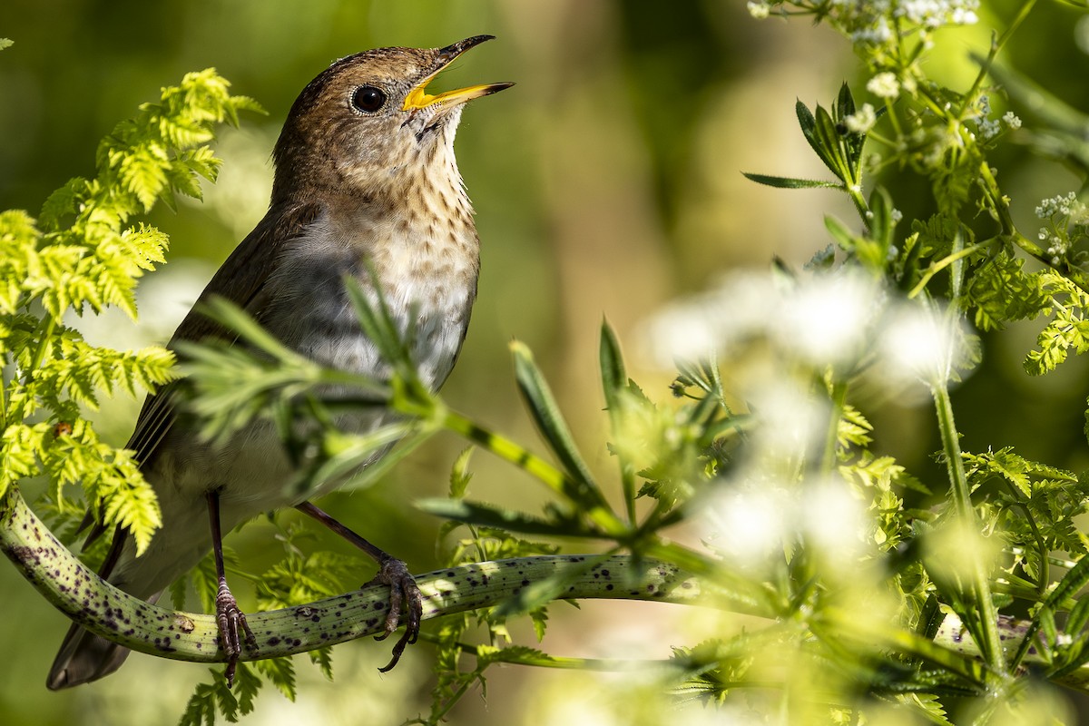 Veery - ML620668273