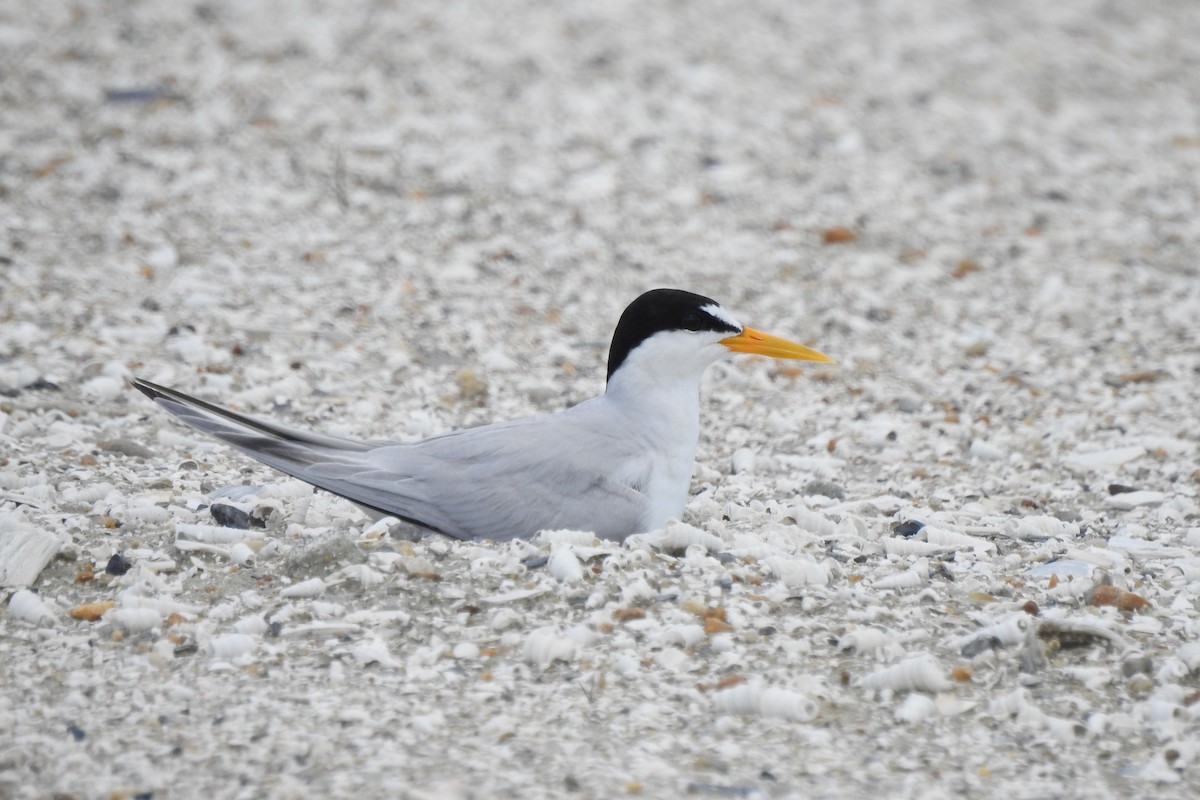 Least Tern - David  Clark