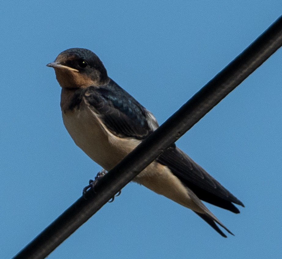 Barn Swallow - ML620668280