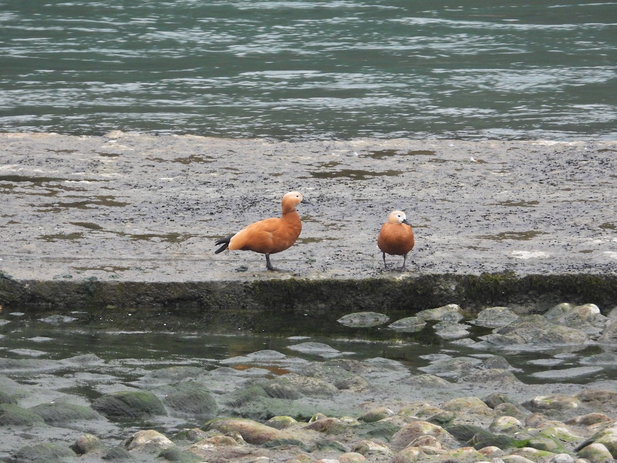 Ruddy Shelduck - ML620668281