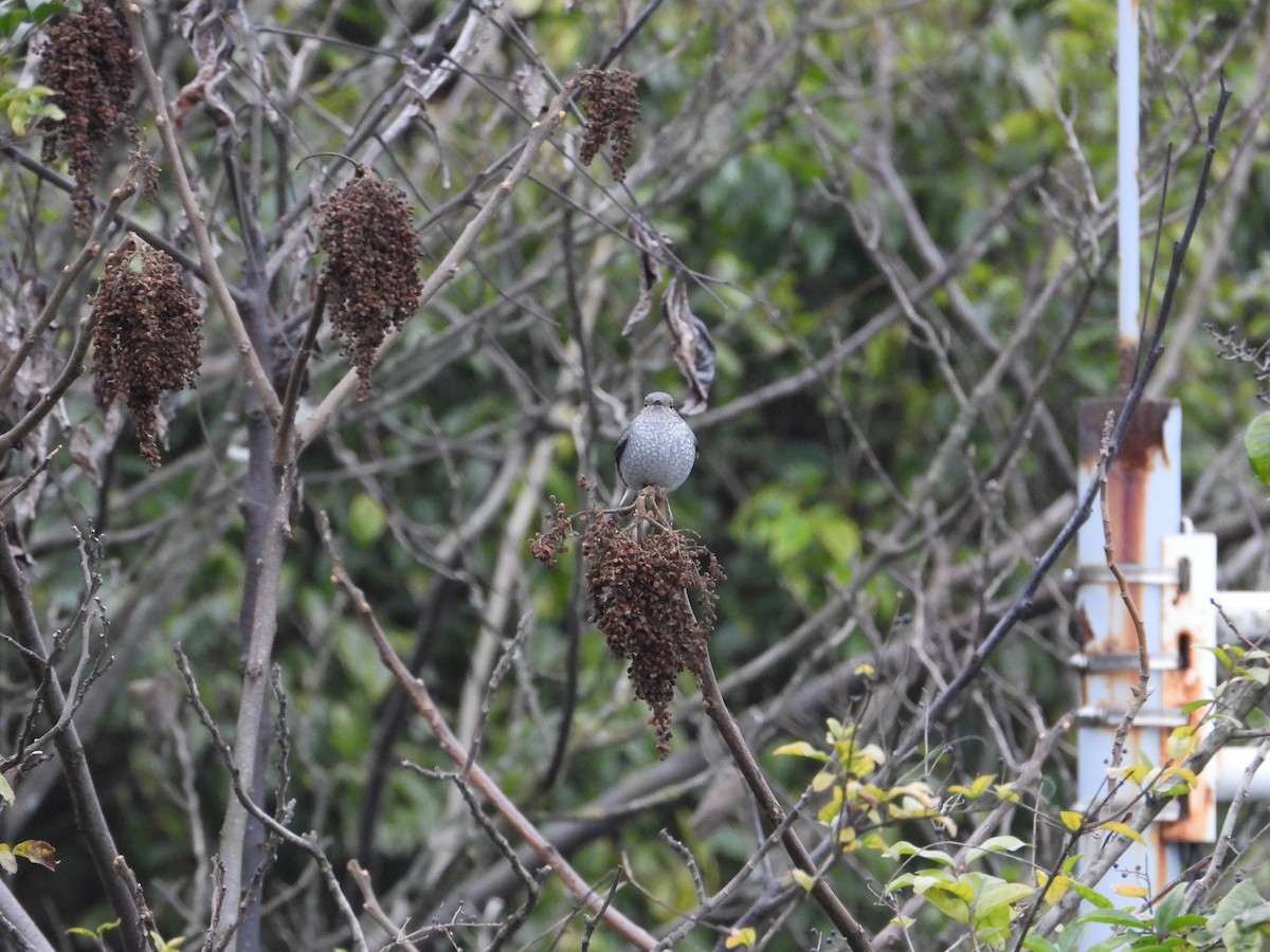 Plumbeous Redstart - ML620668284