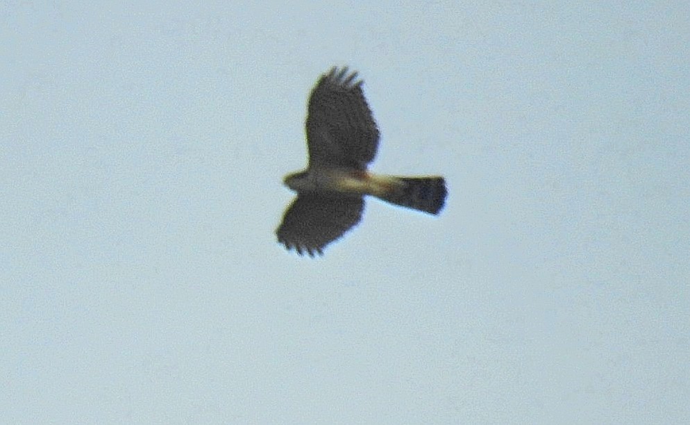 Sharp-shinned Hawk - ML620668287