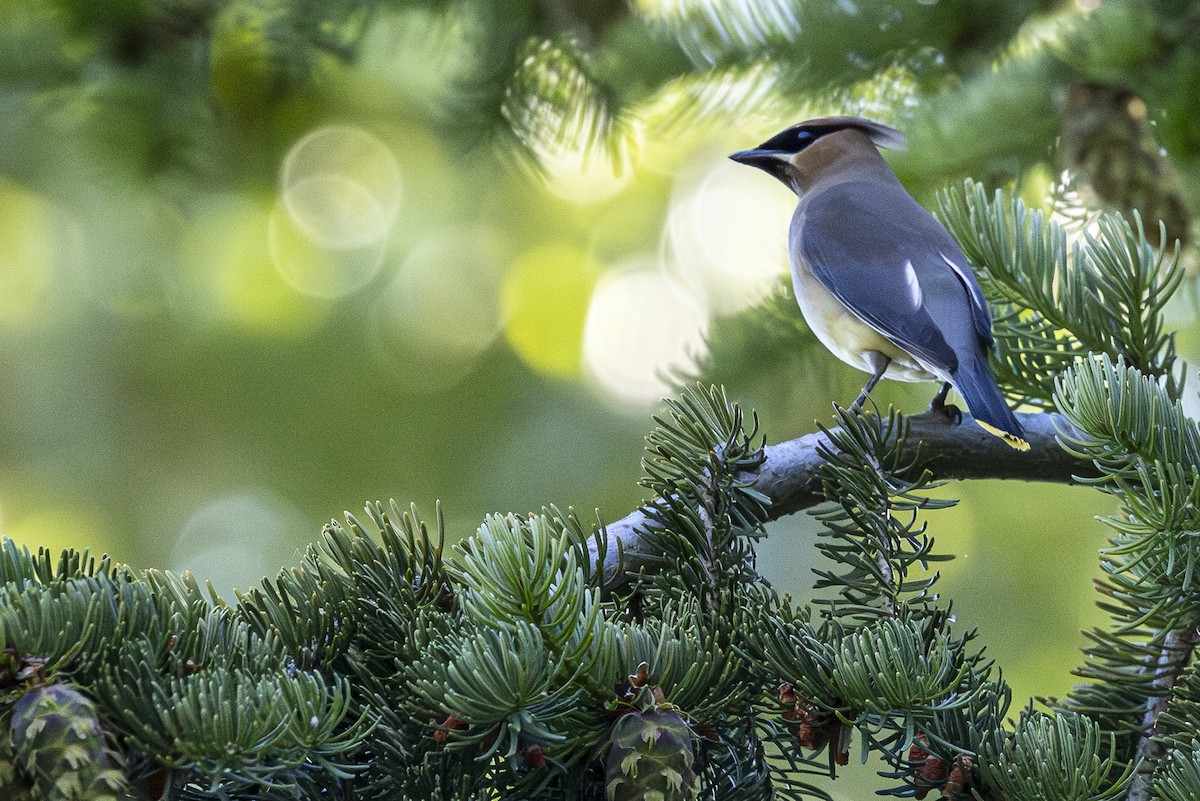 Cedar Waxwing - ML620668288