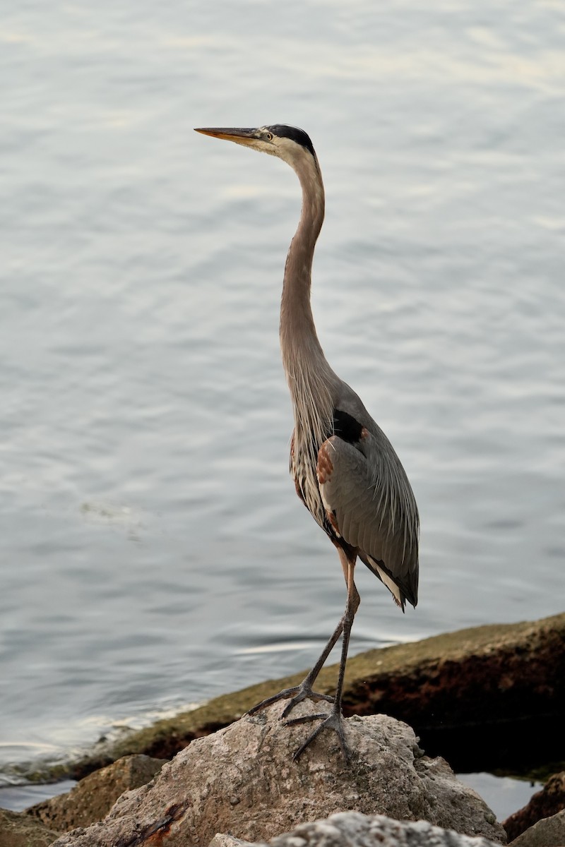 Garza Azulada - ML620668290