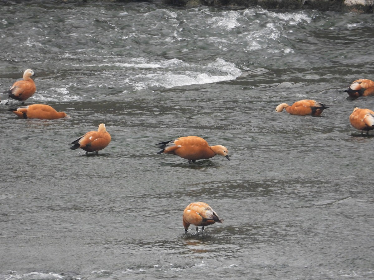 Ruddy Shelduck - ML620668291