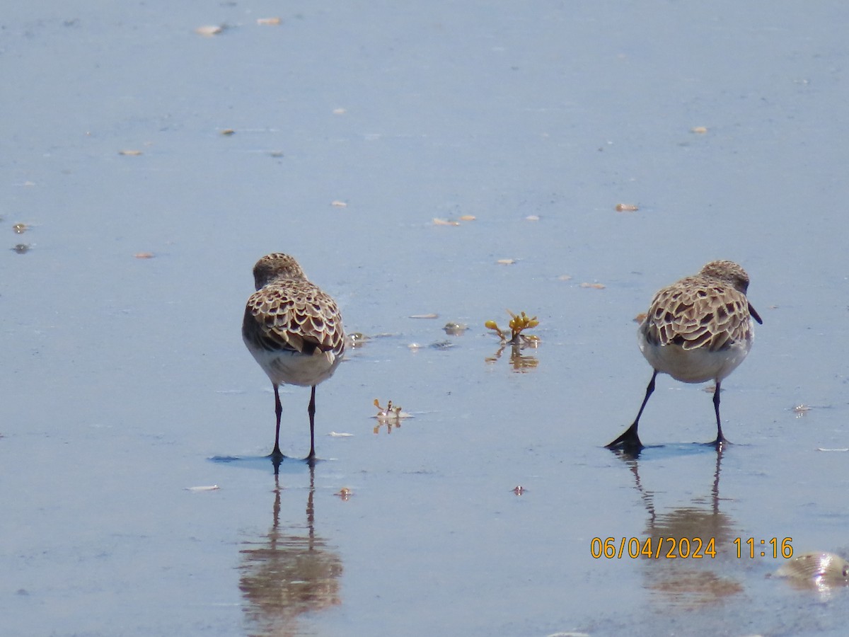 Semipalmated Sandpiper - ML620668293