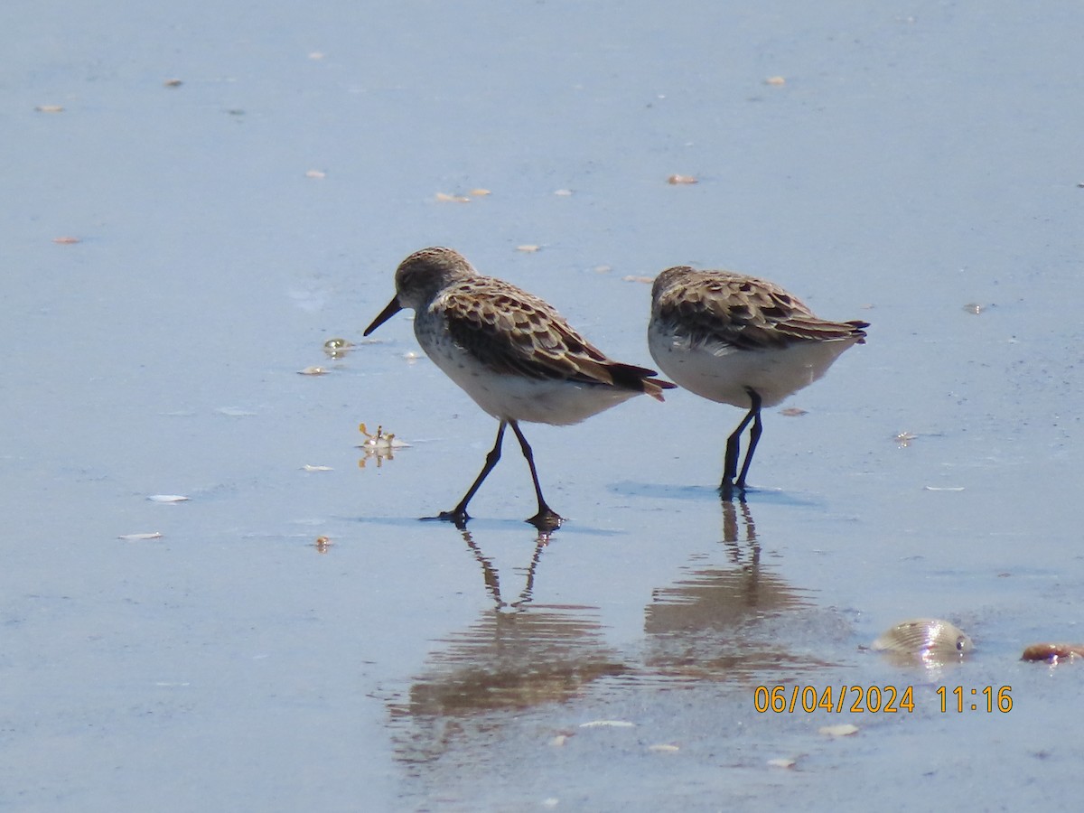 Semipalmated Sandpiper - ML620668294