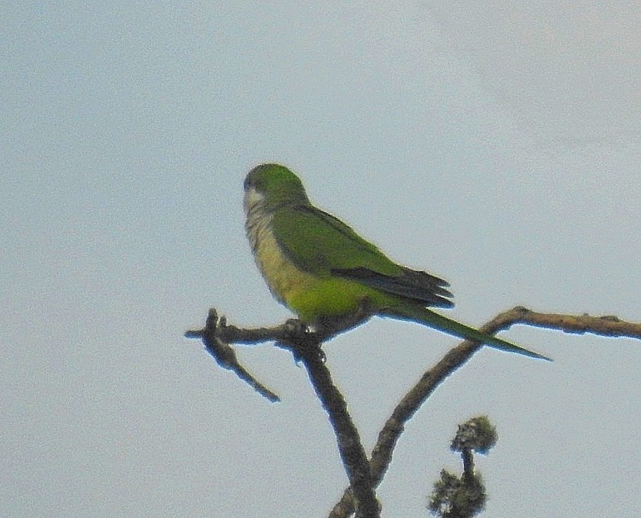 Monk Parakeet - ML620668295