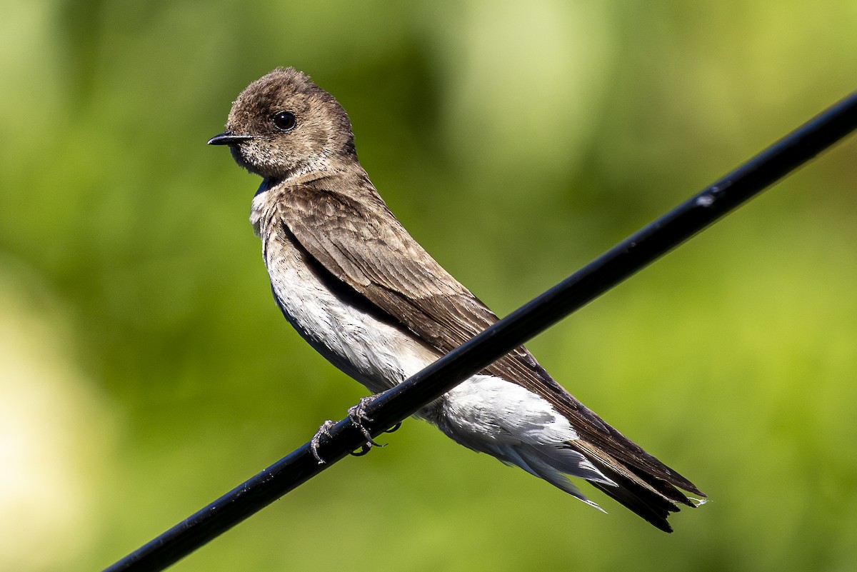 Northern Rough-winged Swallow - ML620668296