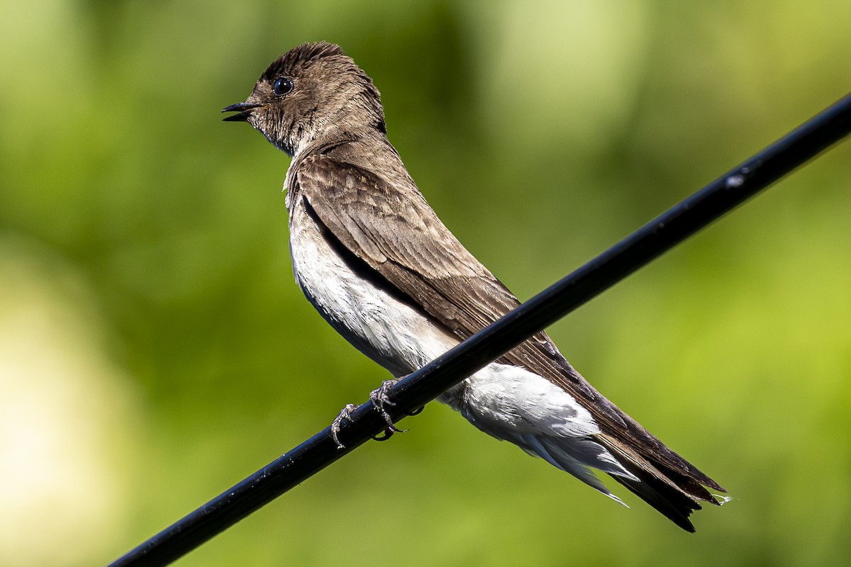 Northern Rough-winged Swallow - ML620668297