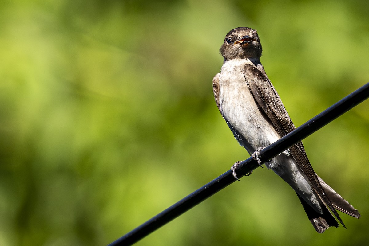 Golondrina Aserrada - ML620668300