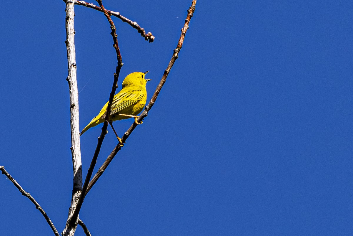 Yellow Warbler - ML620668304