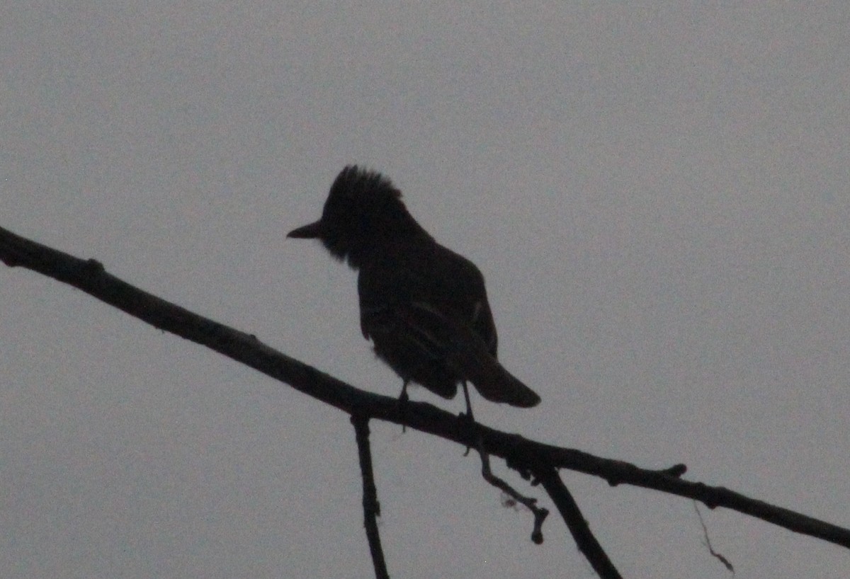 Great Crested Flycatcher - ML620668307