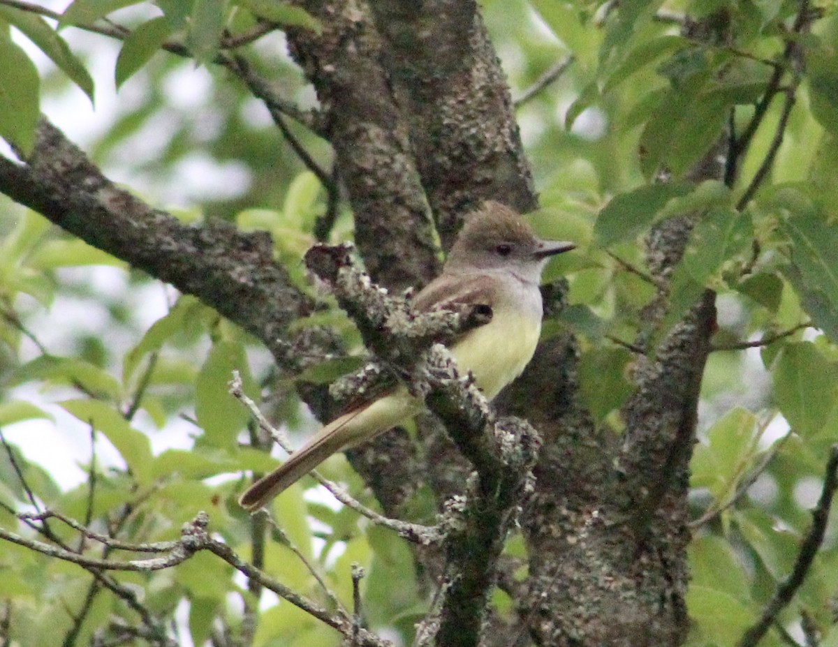 Great Crested Flycatcher - ML620668308