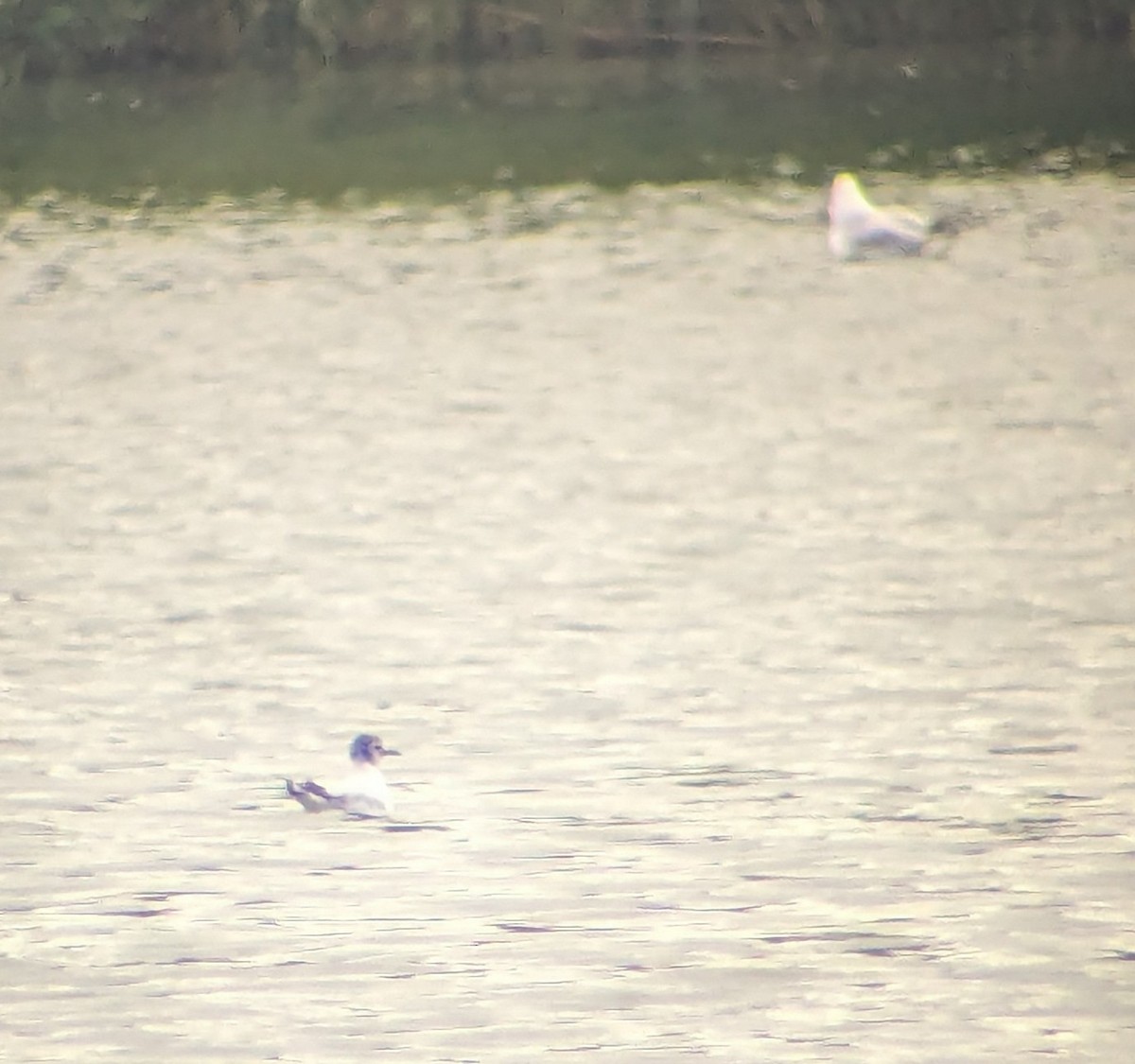 Mouette pygmée - ML620668310