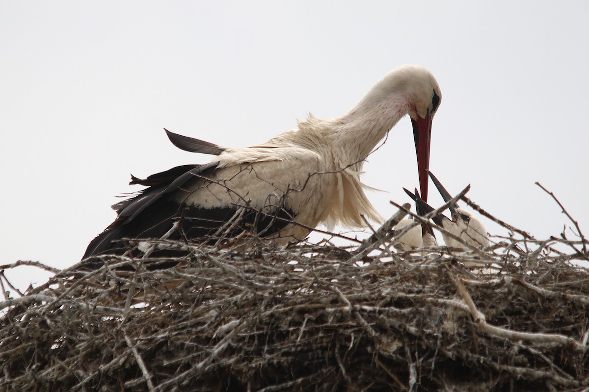 White Stork - ML620668311