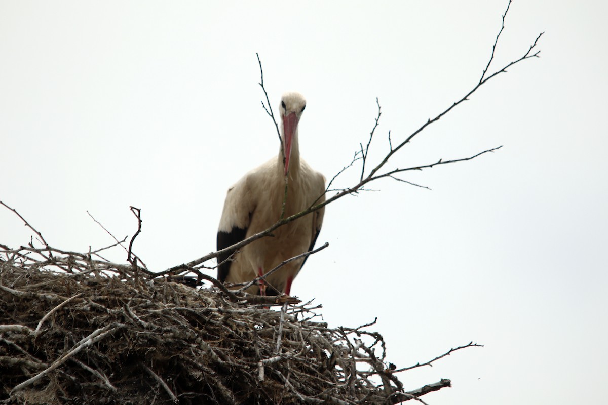 White Stork - ML620668312