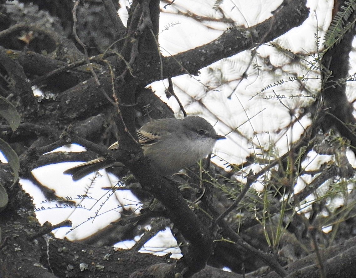 Suiriri Flycatcher - Daniel Lescano