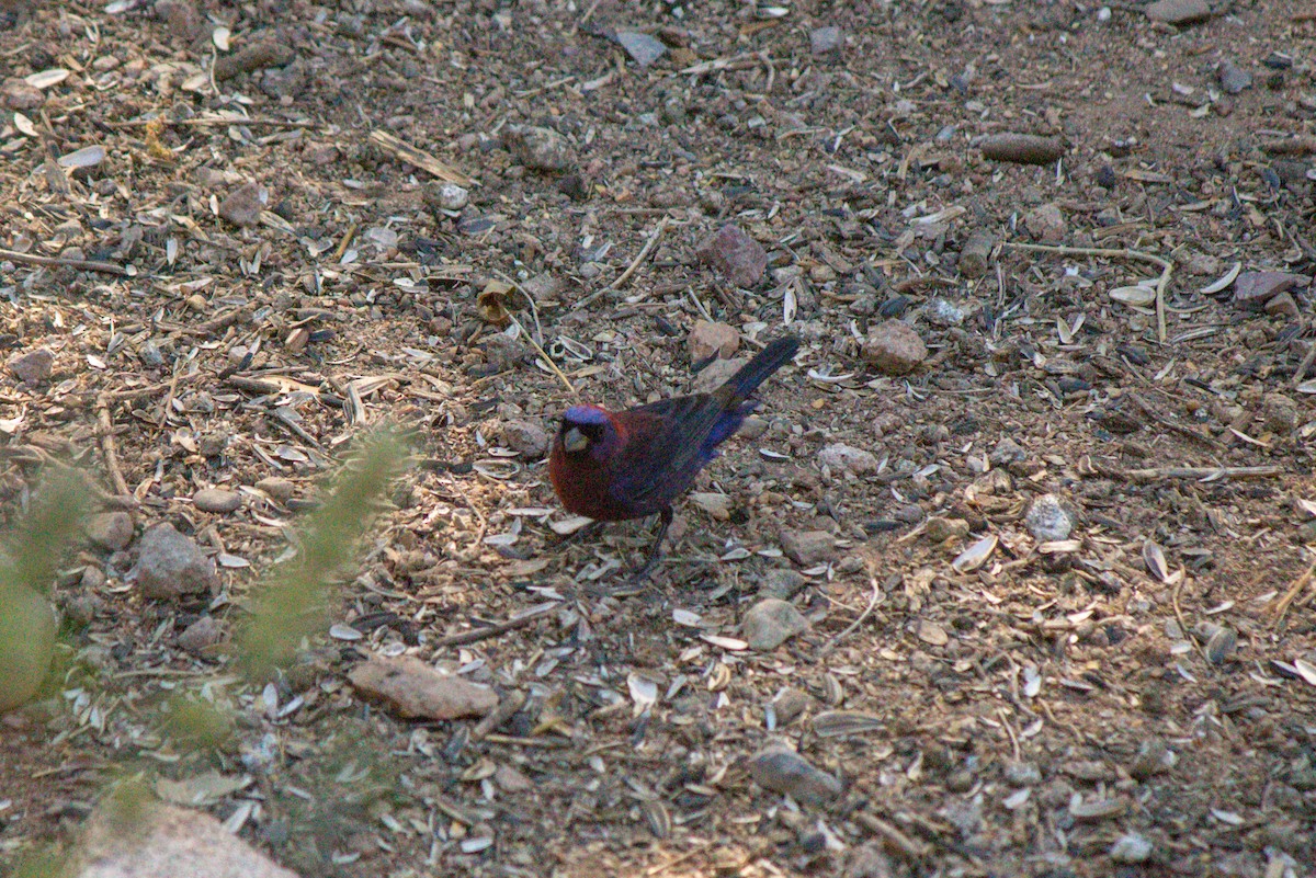 Varied Bunting - ML620668317