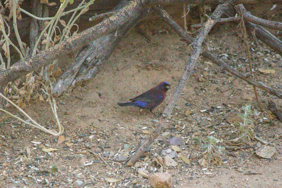 Varied Bunting - ML620668318