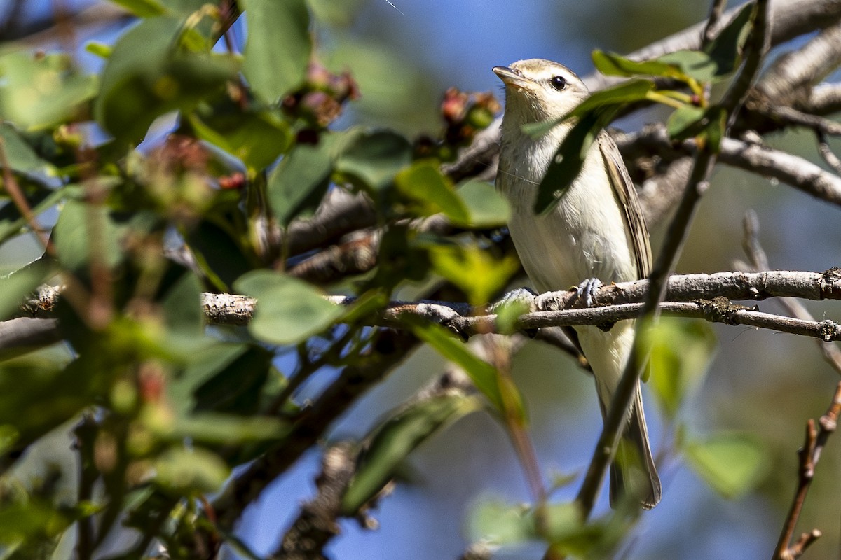 Warbling Vireo - ML620668320